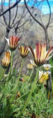 Dimorphotheca nudicaulis