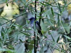 Cyornis pallidipes