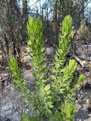 Arctostaphylos virgata
