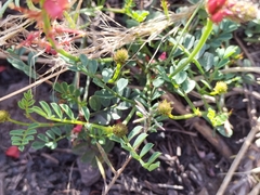 Indigofera capillaris