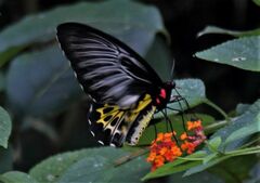 Troides minos