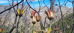 Dimorphotheca nudicaulis