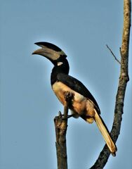 Anthracoceros coronatus