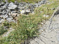 Crepis conyzifolia