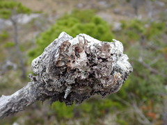 Platismatia norvegica