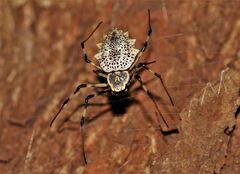 Herennia multipuncta