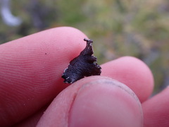 Platismatia norvegica