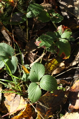 Fragaria moschata