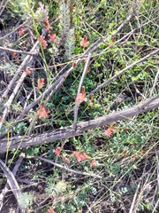 Indigofera capillaris