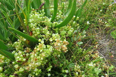 Crassula decumbens