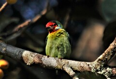Psilopogon malabaricus