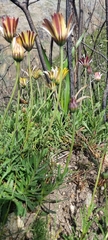 Dimorphotheca nudicaulis