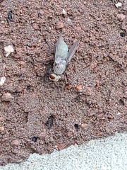 Calyptratae