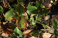 Fragaria moschata
