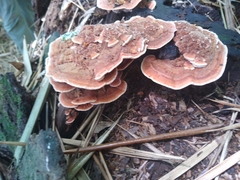 Agaricomycotina