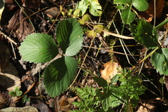 Fragaria moschata