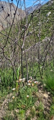 Dimorphotheca nudicaulis