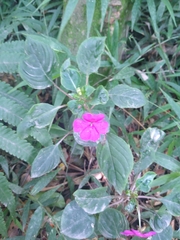 Impatiens walleriana