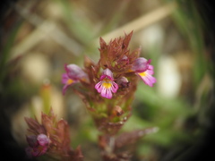 Euphrasia minima