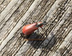 Anthocomus rufus