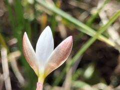 Hesperantha
