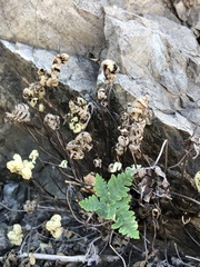 Notholaena standleyi