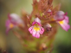 Euphrasia minima