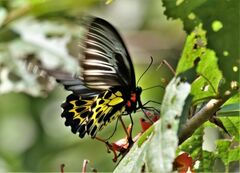 Troides minos