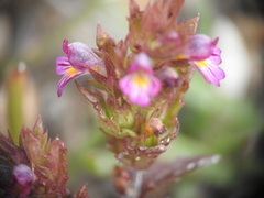 Euphrasia minima