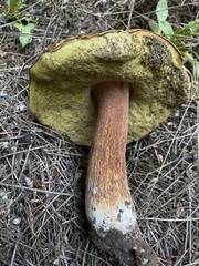 Boletus fibrillosus