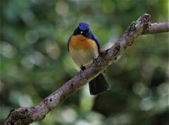 Cyornis tickelliae