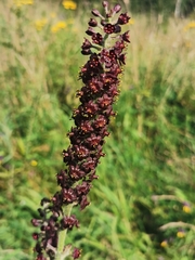 Veratrum nigrum
