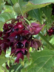 Leycesteria