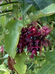 Leycesteria