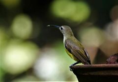 Arachnothera longirostra