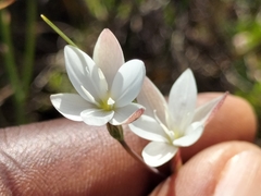 Hesperantha