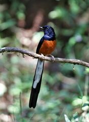 Copsychus malabaricus