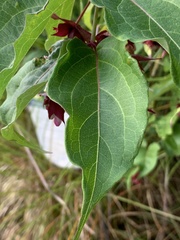 Leycesteria