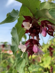 Leycesteria