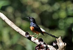 Copsychus malabaricus