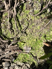 Riccia huebeneriana