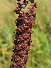 Veratrum nigrum