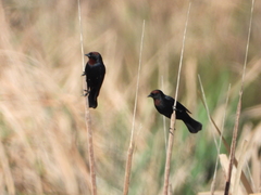Chrysomus ruficapillus
