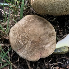 Xerocomellus salicicola