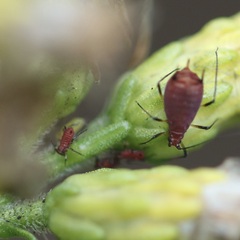 Uroleucon nigrotuberculatum