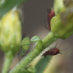 Uroleucon nigrotuberculatum