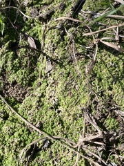 Riccia huebeneriana