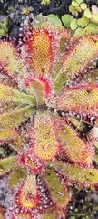 Drosera ericgreenii