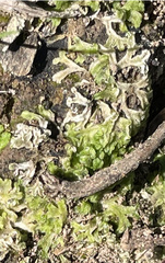 Riccia huebeneriana