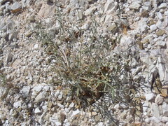 Astragalus arizonicus